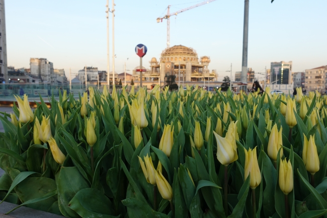 Taksim Meydanı lalelerle donatıldı